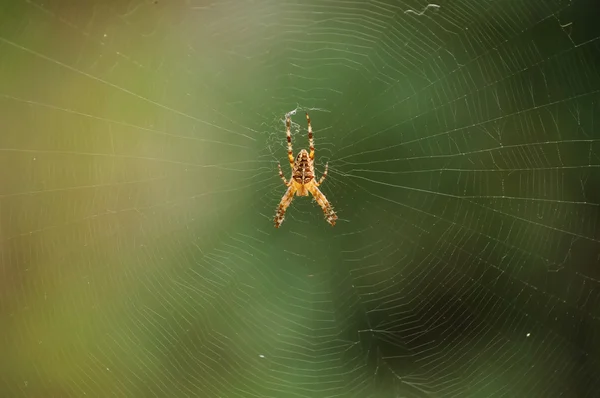 Павук на web — стокове фото