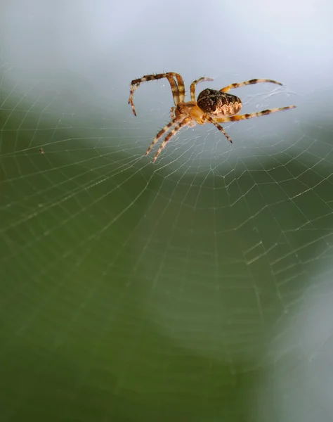Αράχνη για το web — Φωτογραφία Αρχείου