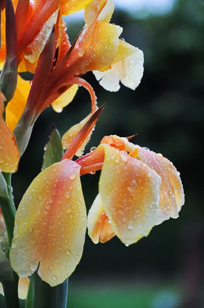 Blommor efter regn — Stockfoto