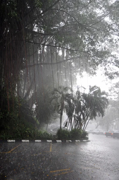 stock image Tropical rain