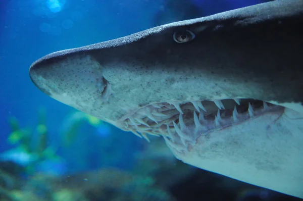 stock image Danger shark