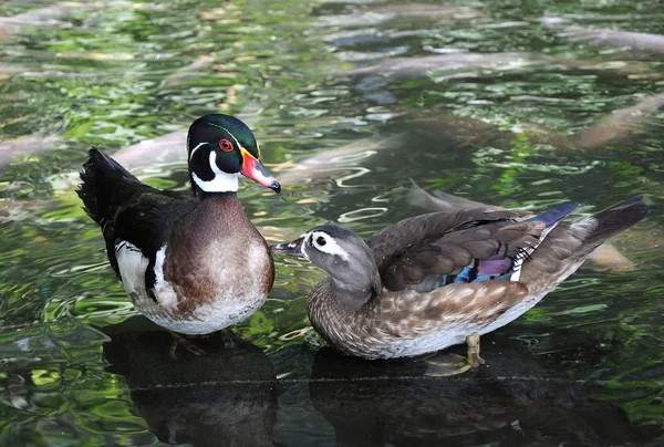 Couple of Ducks — Stock Photo, Image