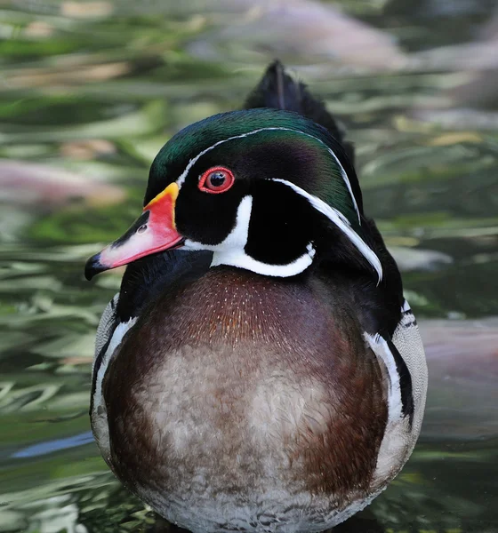 Carolina duck — Stock Photo, Image