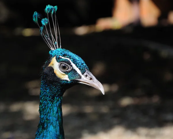Tavus kuşu kafası — Stok fotoğraf
