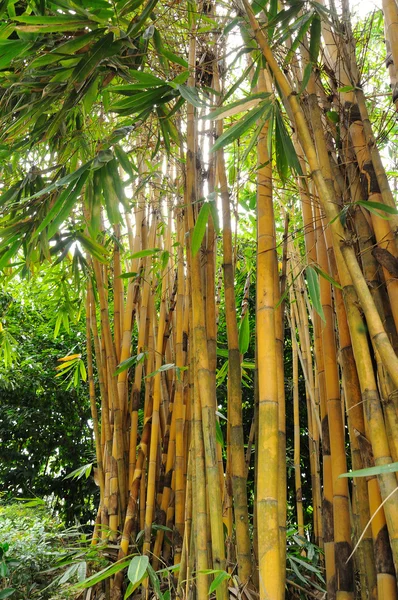 stock image Bamboo