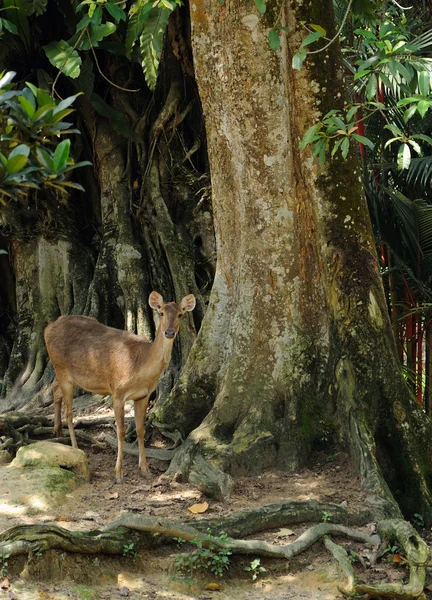 Ağacın altında geyik — Stok fotoğraf