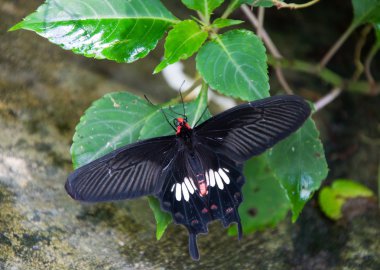 vlinder aan exotische bloem