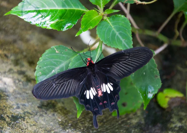 Egzotyczny Czarny Motyl Zielonych Liści — Zdjęcie stockowe