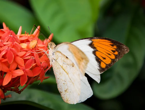 Butterfly Exotic Flower — Stock Photo, Image