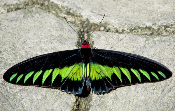 Экзотическая бабочка — стоковое фото