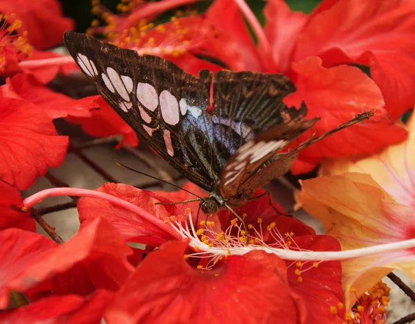 Egzotyczny Motyl Kwiat Czerwony Hibiscus — Zdjęcie stockowe