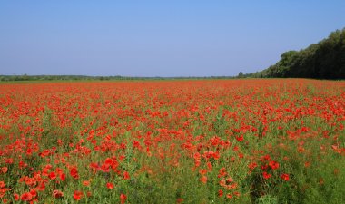 Poppies alan