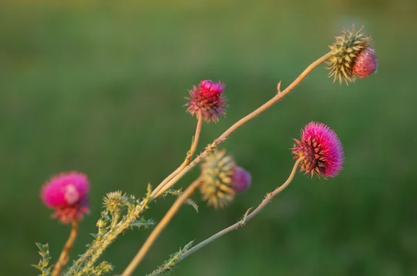 Thorny floare — Fotografie, imagine de stoc