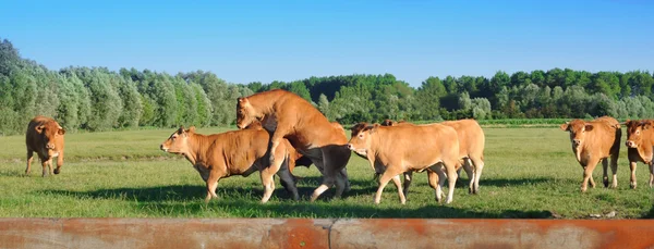 Молодые красные быки играют на солнце — стоковое фото