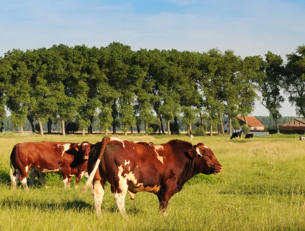 Красный и белый бык с коровами — стоковое фото