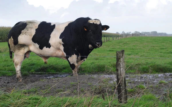 Чёрно-белый бык — стоковое фото