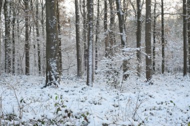 Karda yapraklı orman