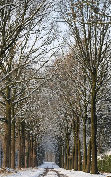 stock image Winter lane