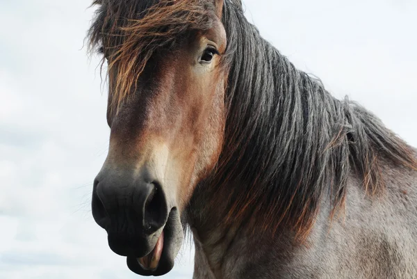 Huvudet Brabant Förslag Till Häst Med Något Öppen Mun — Stockfoto