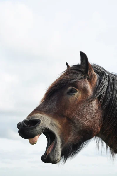 Brabante projecto de cavalo — Fotografia de Stock