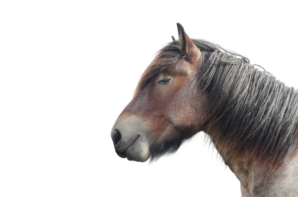 Брабантская скаковая лошадь — стоковое фото
