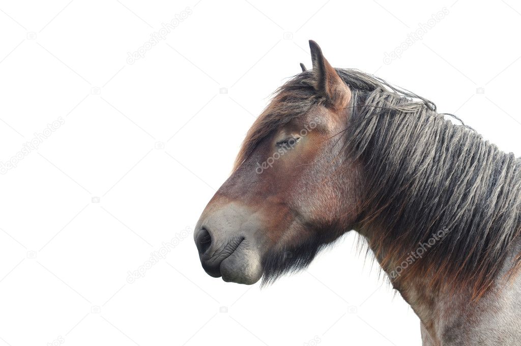 Brabant draft horse
