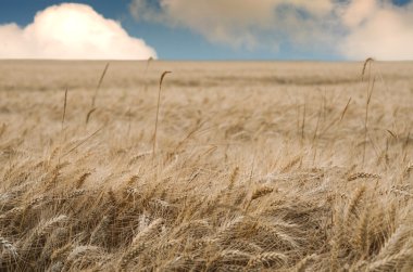 Field of ripe rye, shallow dof clipart