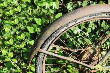 Rusty wheel of a broken-down bike dumped against ivy hedge clipart