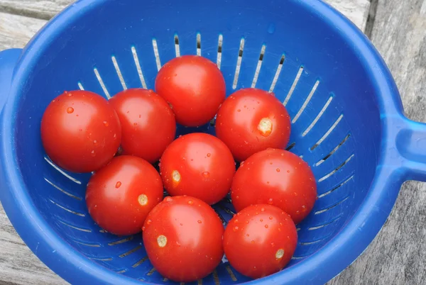 Pomidory koktajlowe w niebieski koszyk z tworzywa sztucznego — Zdjęcie stockowe