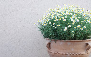 pişmiş toprak saksı, duvar içinde beyaz marguerites