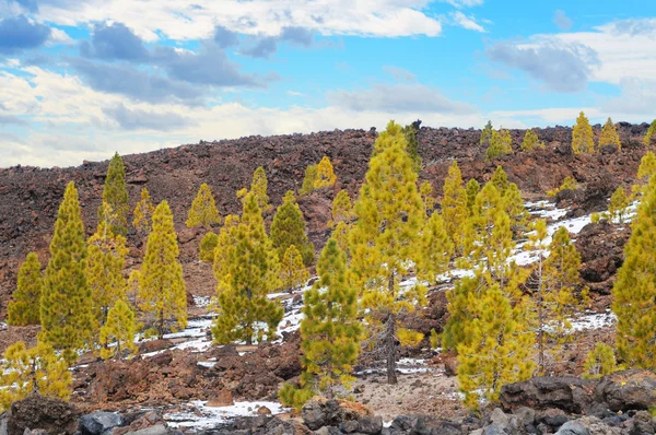 Pine bomen in nationaal park el teide, tenerife — Stockfoto
