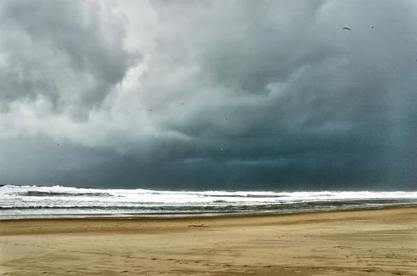 Seagull op de storm — Stockfoto