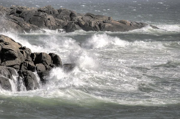 Gaivota do mar de rocha HDR — Fotografia de Stock