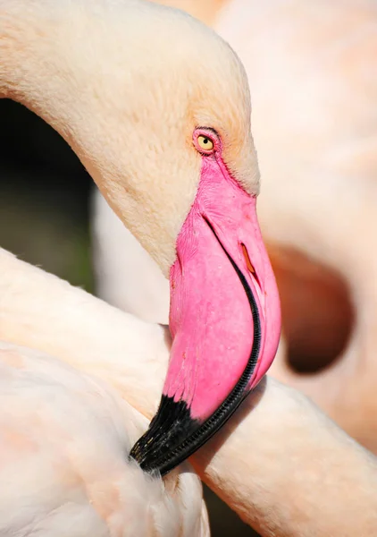 Flamingokopf — Stockfoto