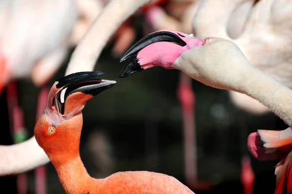 Doi flamingo — Fotografie, imagine de stoc