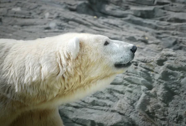 stock image Bear