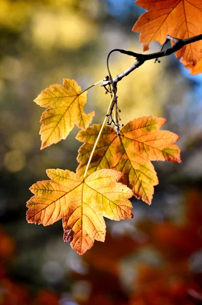 秋の空 — ストック写真