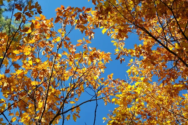 Herfst hemel — Stockfoto