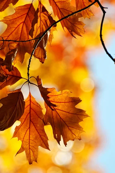 色の葉 — ストック写真