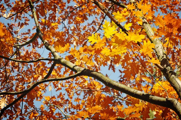 Herbsthimmel — Stockfoto