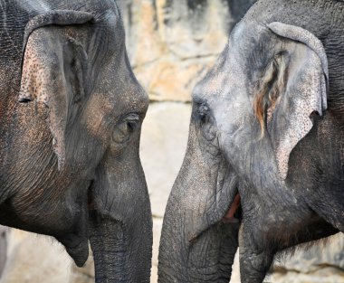 The details - the head of the Indian elephant clipart