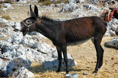 The donkey tied to a stone clipart