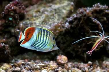 Side view of bluefaced Angelfish (Pomacanthus xanthometapon) swimming clipart