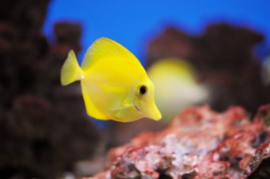Yellow fish clipart