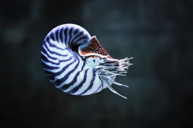 Nautilus pompillius clipart