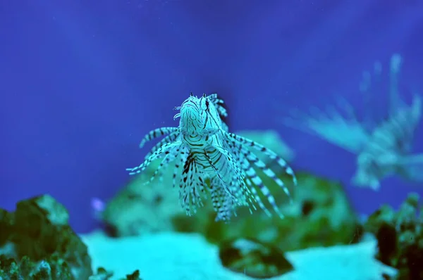 Lionfish Het Aquarium — Stockfoto