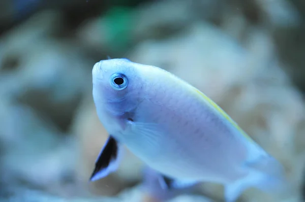Тропічна Коралова Риба Акваріумі — стокове фото