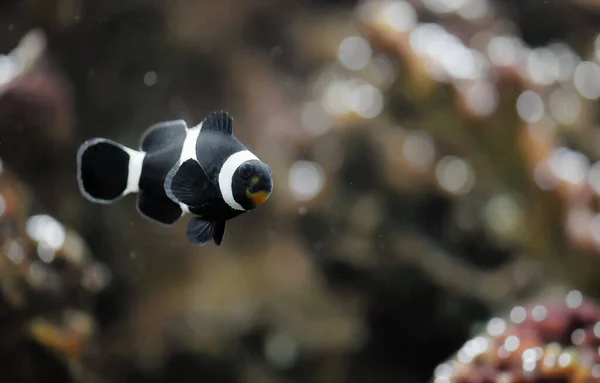 Černý clowfish — Stock fotografie