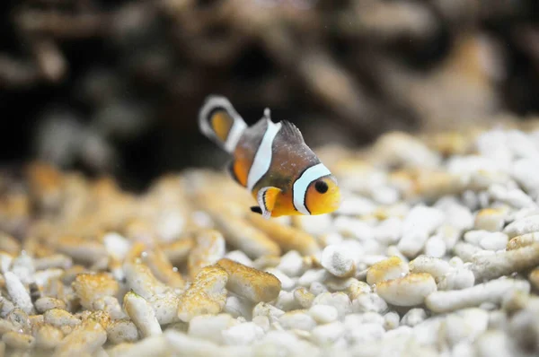 Pez Marino Ocellaris Clownfish — Foto de Stock