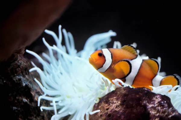 Nemo... — Fotografia de Stock